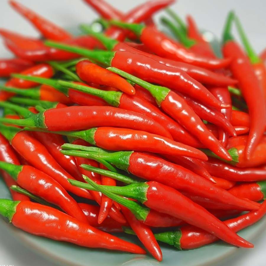 Hạt Giống Ớt