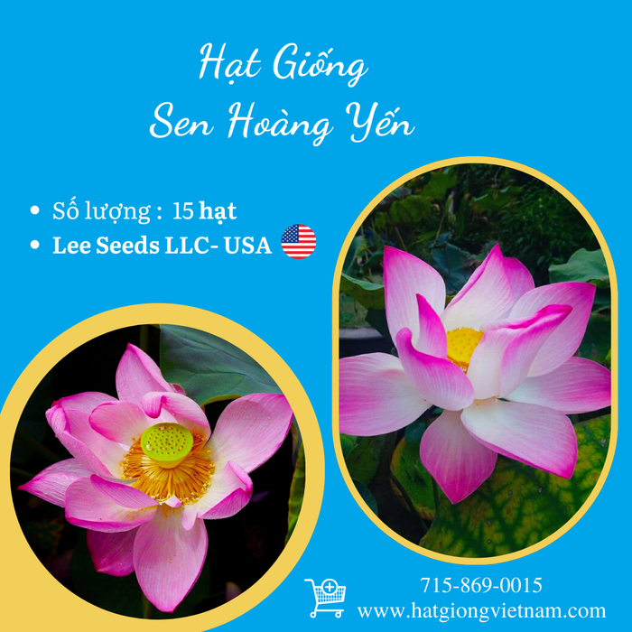 Hạt Giống Sen Hoàng Yến