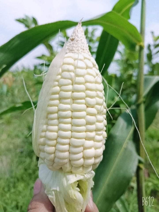 Bắp Nếp Nù