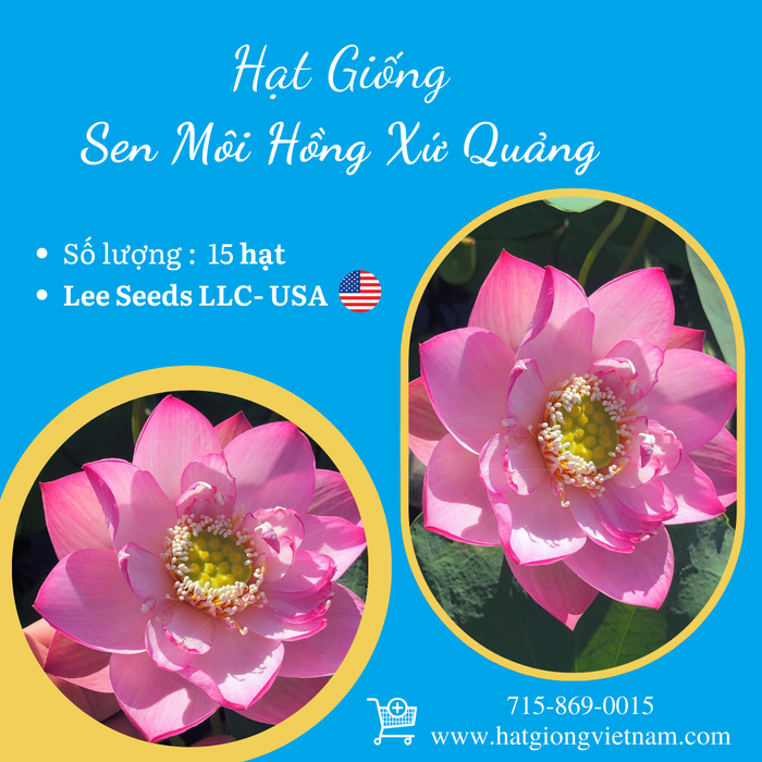 Hạt Giống Sen Môi Hồng Xứ Quảng
