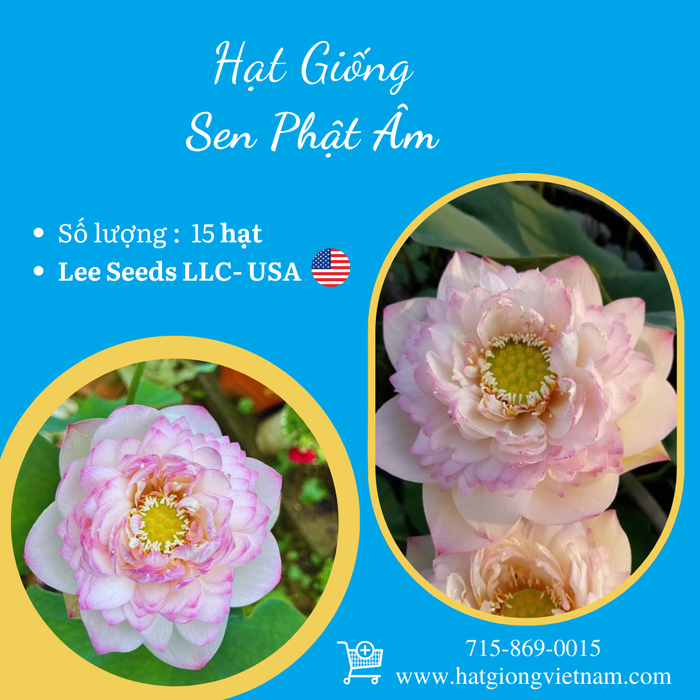Hạt Giống Sen Phật Âm