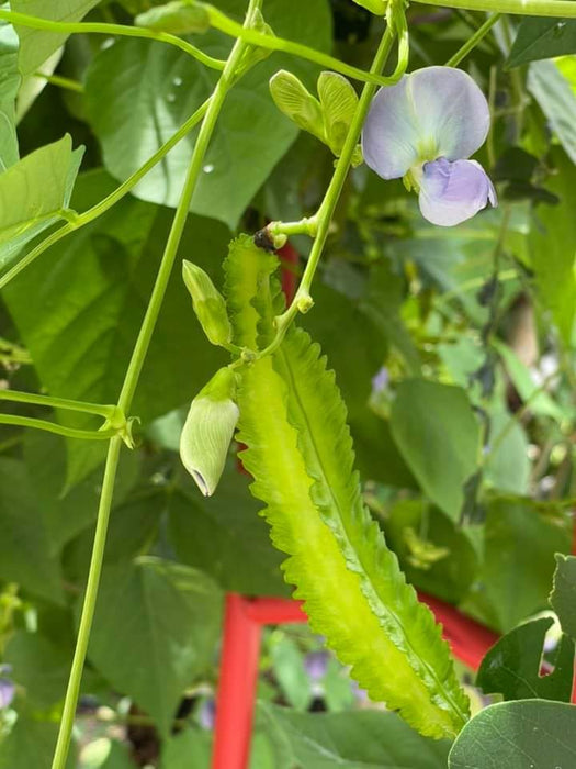 Đậu Rồng Thái RADO 754