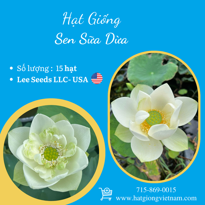 Hạt Giống Sen Sữa Dừa