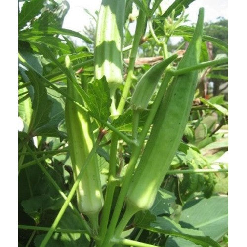 Đậu Bắp Xanh RADO 60