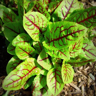 Rau Chua Sorrel Red Vein Lâu Năm