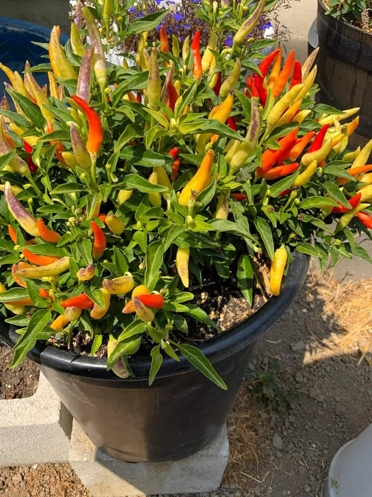 Basket of Fire Pepper