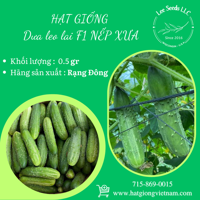 Dưa leo lai F1 NẾP XƯA