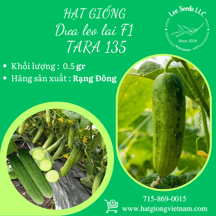 Dưa leo lai F1 TARA 135