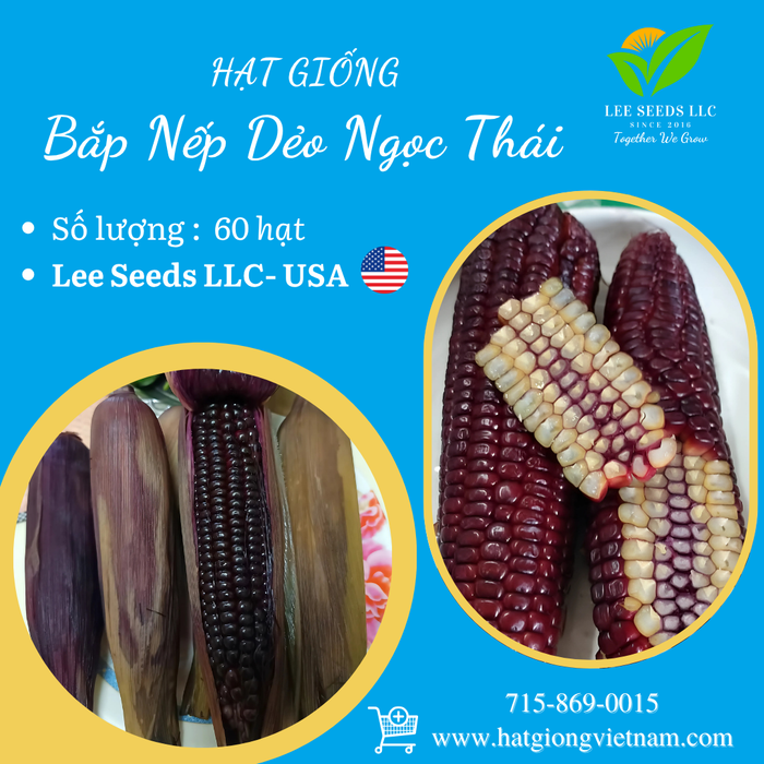 Bắp Nếp Dẻo Ngọc Thái