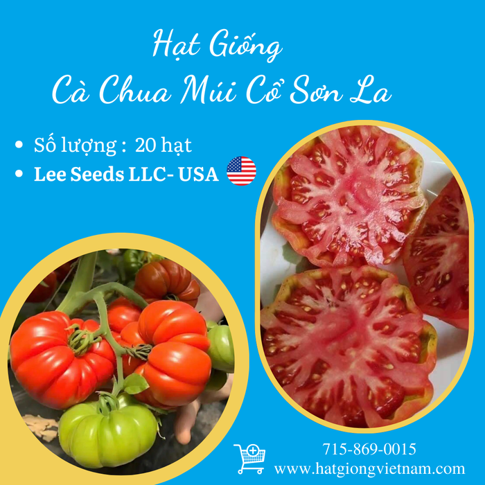 Cà Chua Múi Cổ Sơn La