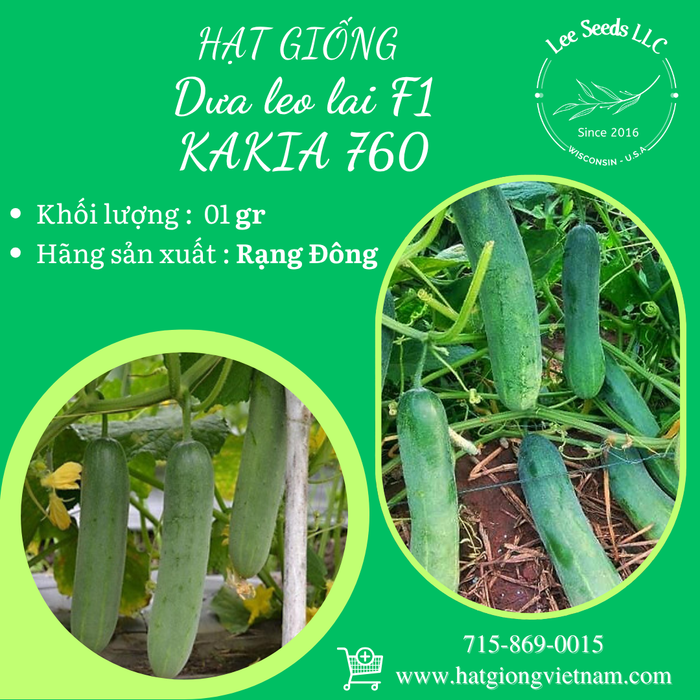 Dưa leo lai F1 KAKIA 760