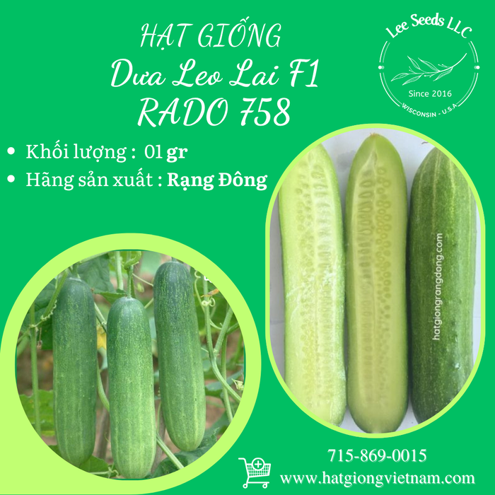 Dưa leo lai F1 Rado 758