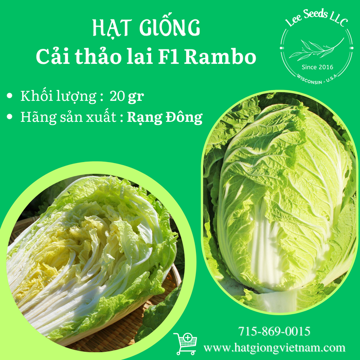 Cải Thảo Lai F1 Rambo