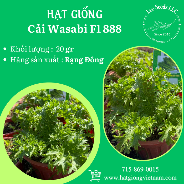 Cải Wasabi Lai F1 Green Wasabi 888