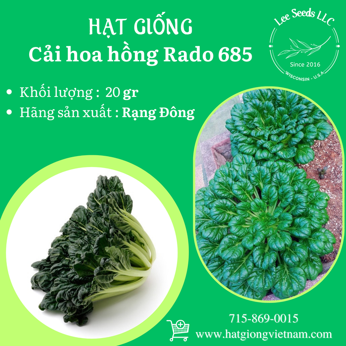 Cải Hoa Hồng RADO 685