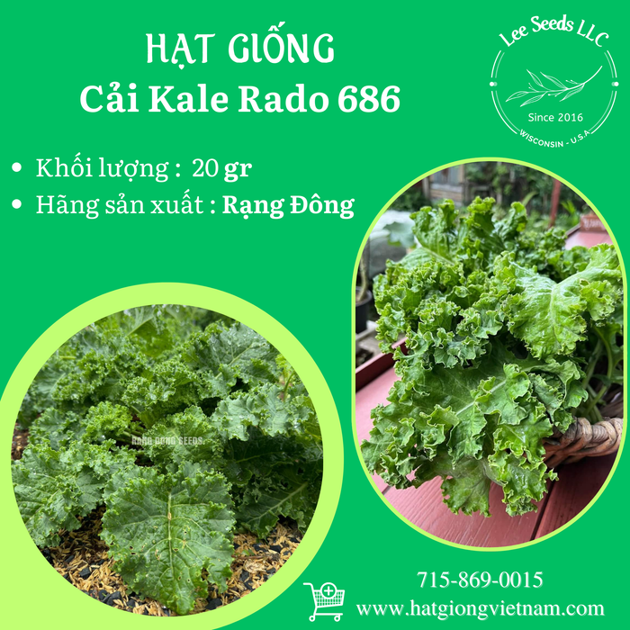 Cải Xoăn ( Cải Kale ) RADO 686