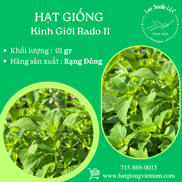 Kinh Giới RADO 11