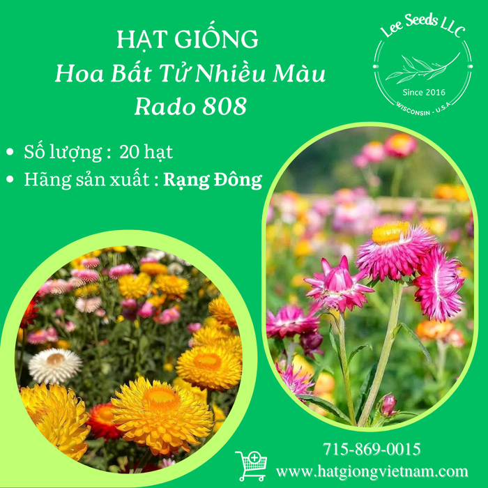 Hoa Bất Tử Nhiều Màu