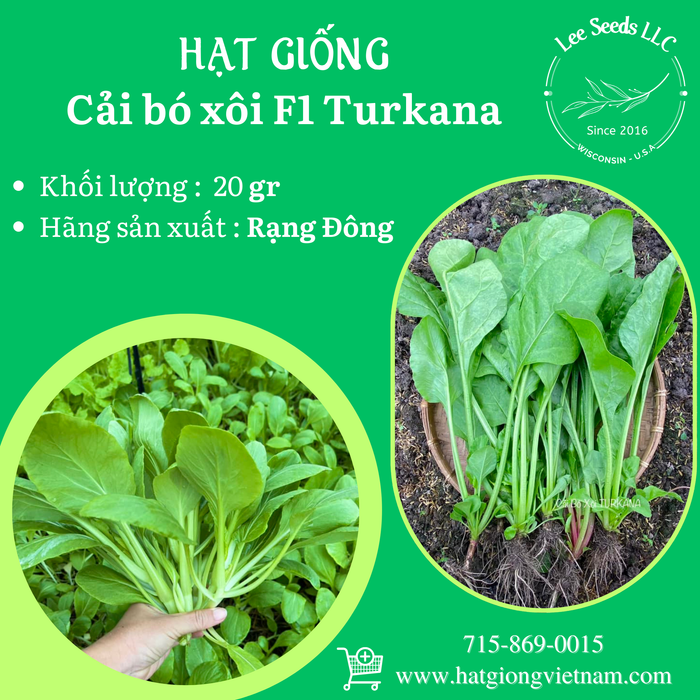 Cải Bó Xôi F1 TURKANA