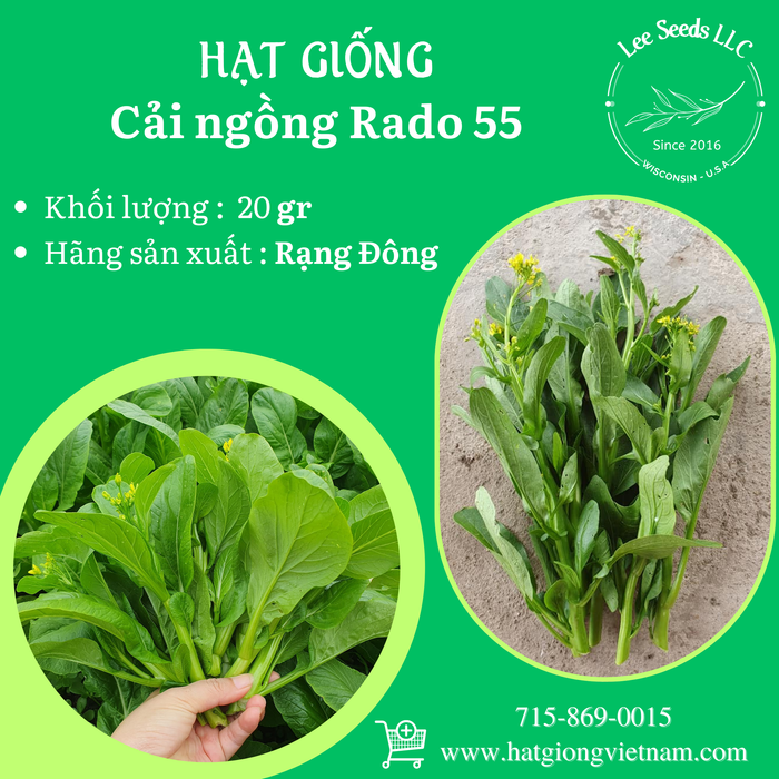 Cải Ngọt Bông ( Cải Ngồng ) RADO 55