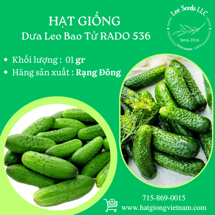 Dưa Leo Bao Tử RADO 536