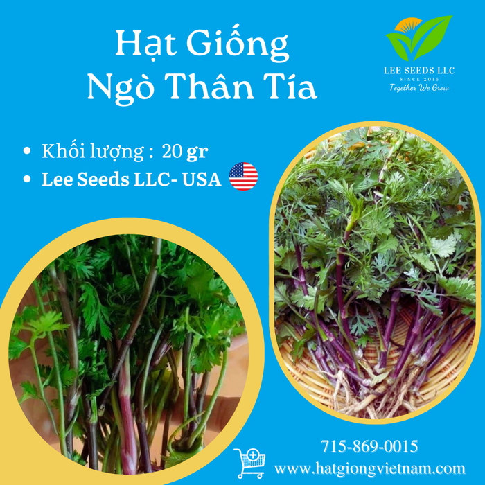 Ngò Thân Tía Gói 20g