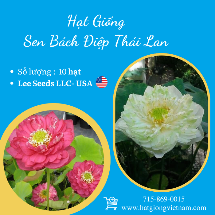 Sen Bách Diệp (Thailand)