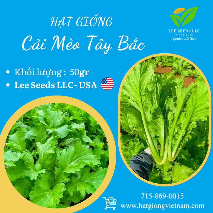 Cải Mèo Tây Bắc