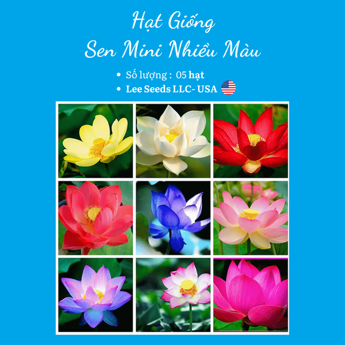 Hoa Sen Mini Nhiều Màu RD 846