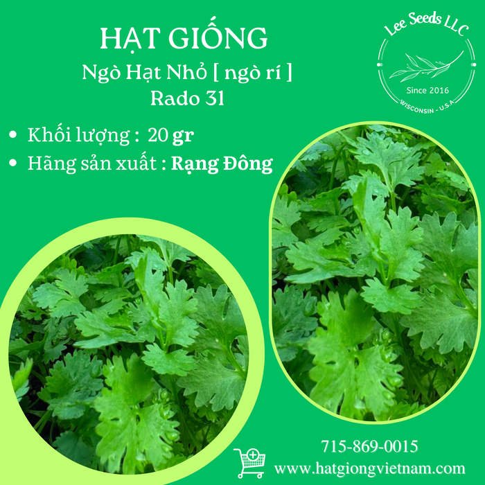Ngò Hạt Nhỏ ( ngò rí ) RADO 31
