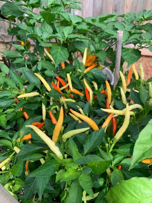 Japanese White Eagle Claw Chilli