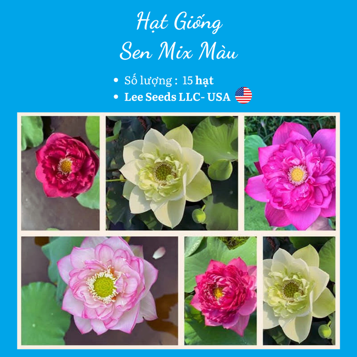 Hạt Sen mix màu