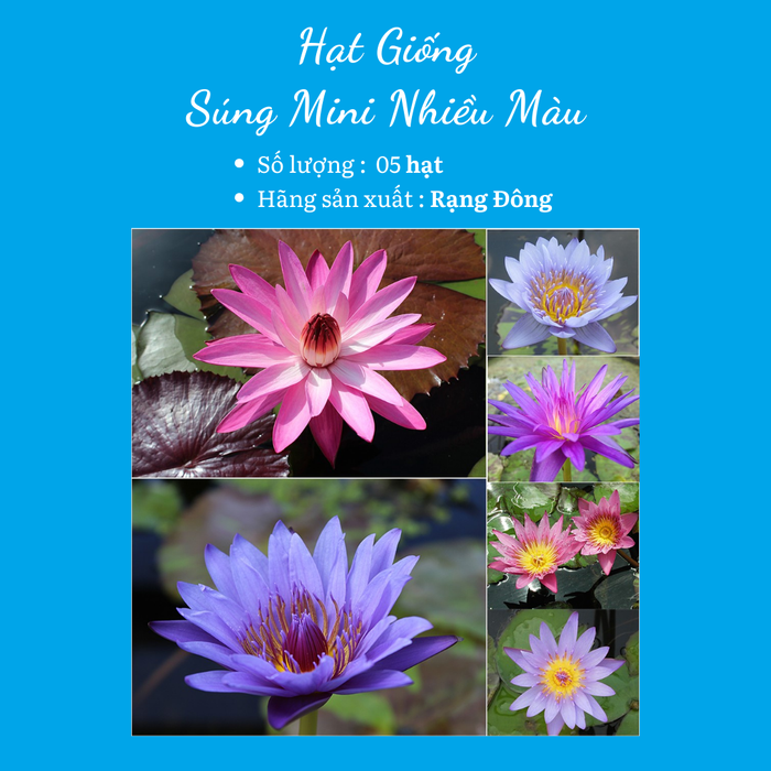 Hoa Súng Mini Nhiều Màu RADO 847