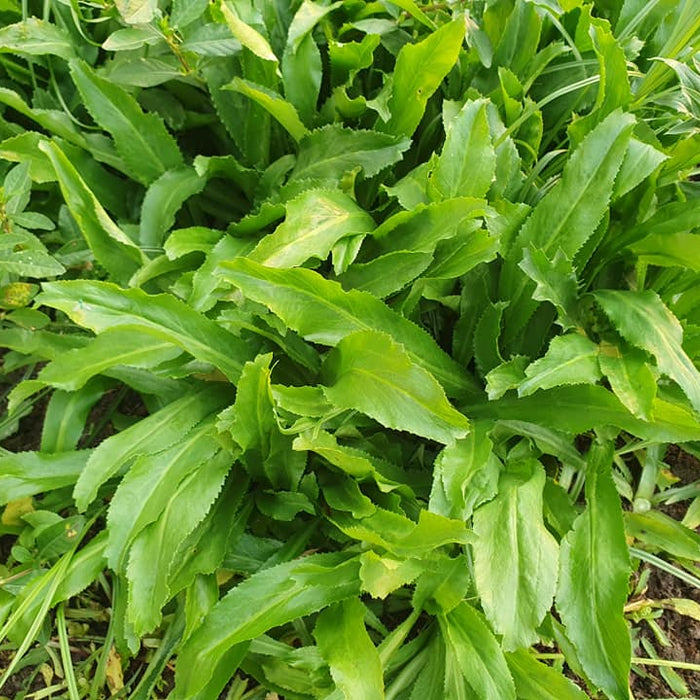 Cách Tận Dụng Bông Ngò Gai