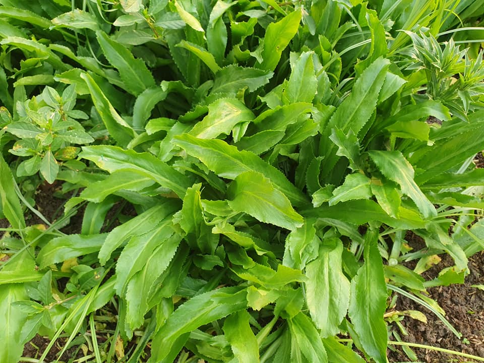 Cách Tận Dụng Bông Ngò Gai