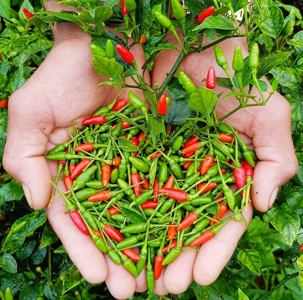 Chia Sẻ Kinh Nghiệm Trồng Ớt