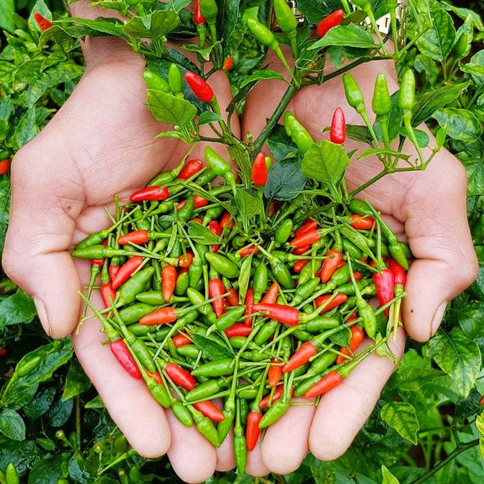 Chia Sẻ Kinh Nghiệm Trồng Ớt