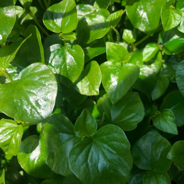 Chia Sẻ Kinh Nghiệm Trồng Rau Càng Cua