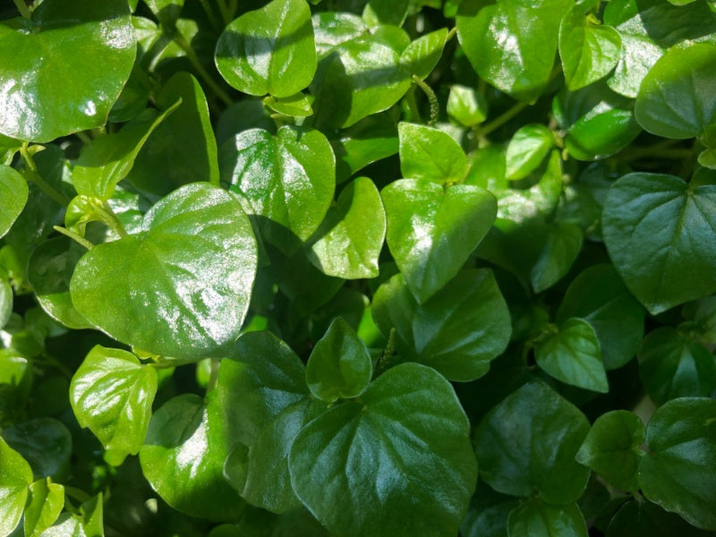 Chia Sẻ Kinh Nghiệm Trồng Rau Càng Cua