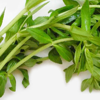 Hướng Dẫn Trồng Ngò Om