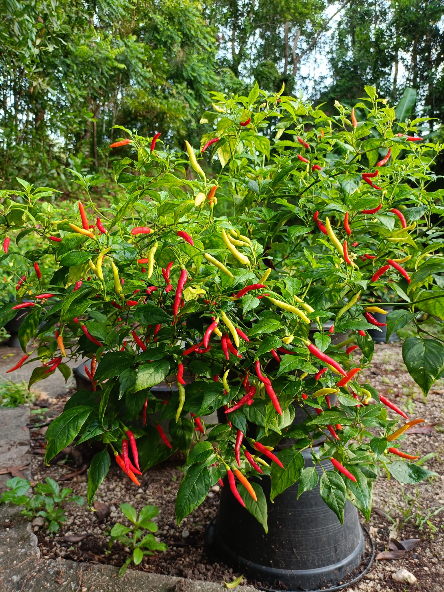 Chia Sẻ Kinh Nghiệm Trồng Ớt