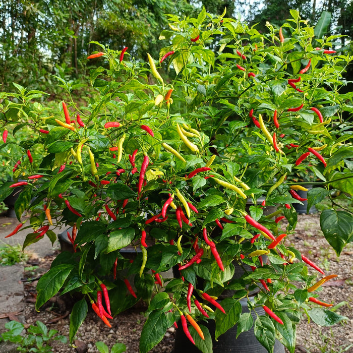 Chia Sẻ Kinh Nghiệm Trồng Ớt