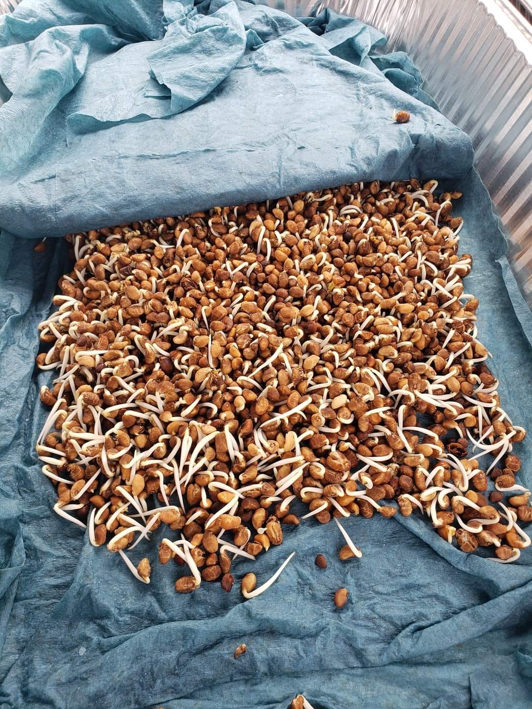 Kinh Nghiệm Trồng Rau Muống