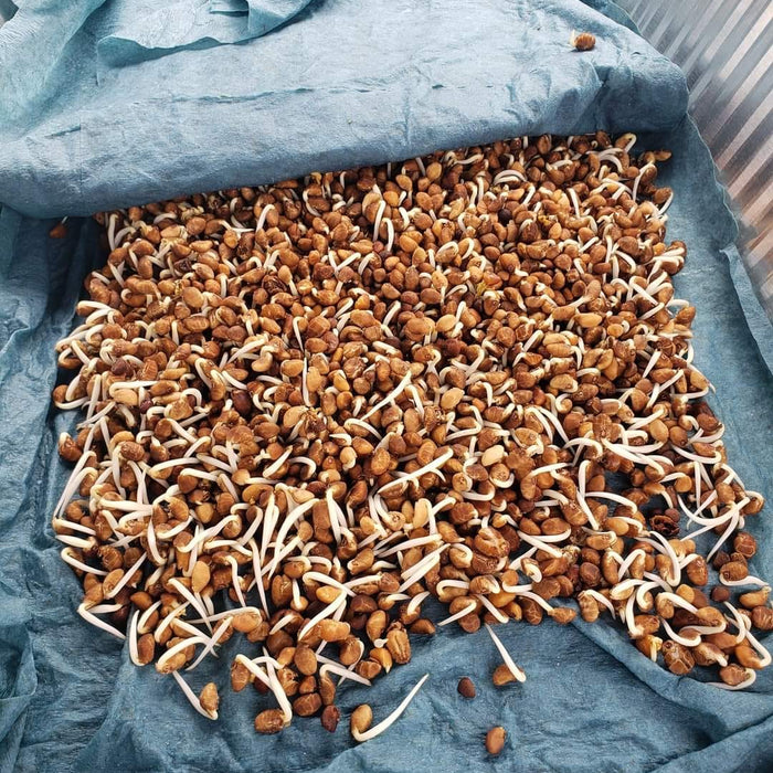 Kinh Nghiệm Trồng Rau Muống