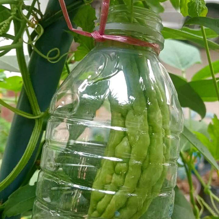 Bảo vệ quả, trái khỏi chim chóc, côn trùng