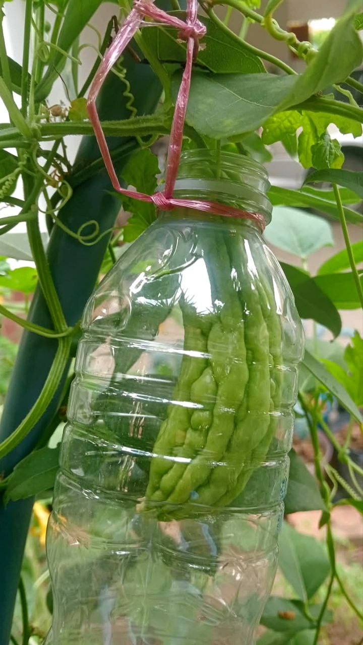 Bảo vệ quả, trái khỏi chim chóc, côn trùng