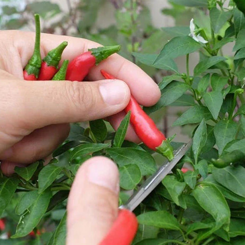 Thu Hoạch Ớt Đúng Cách