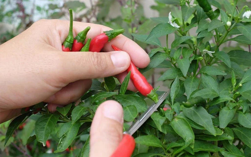 Thu Hoạch Ớt Đúng Cách