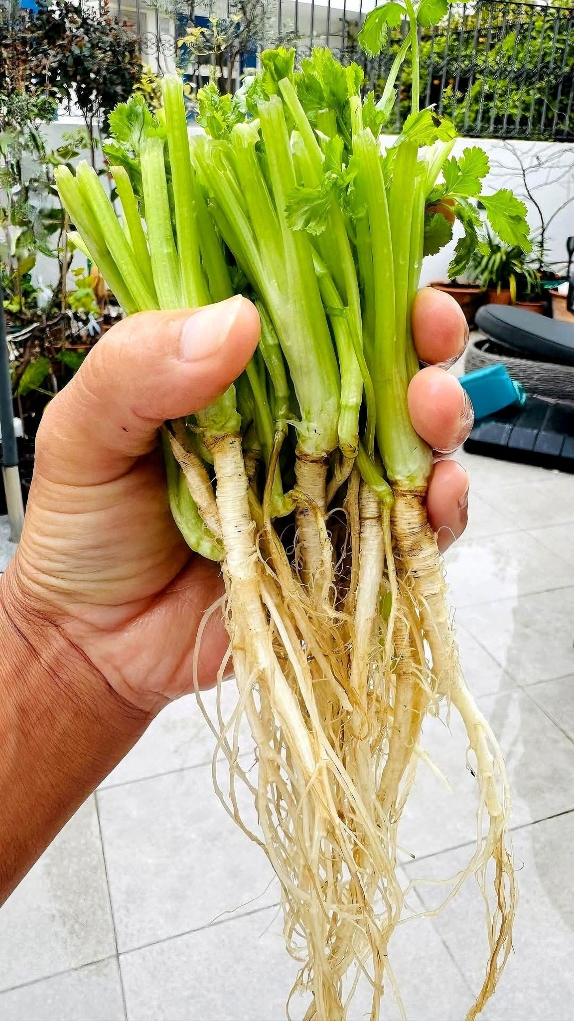 Hướng Dẫn Bảo Quản & Sử Dụng Gốc Ngò Rí