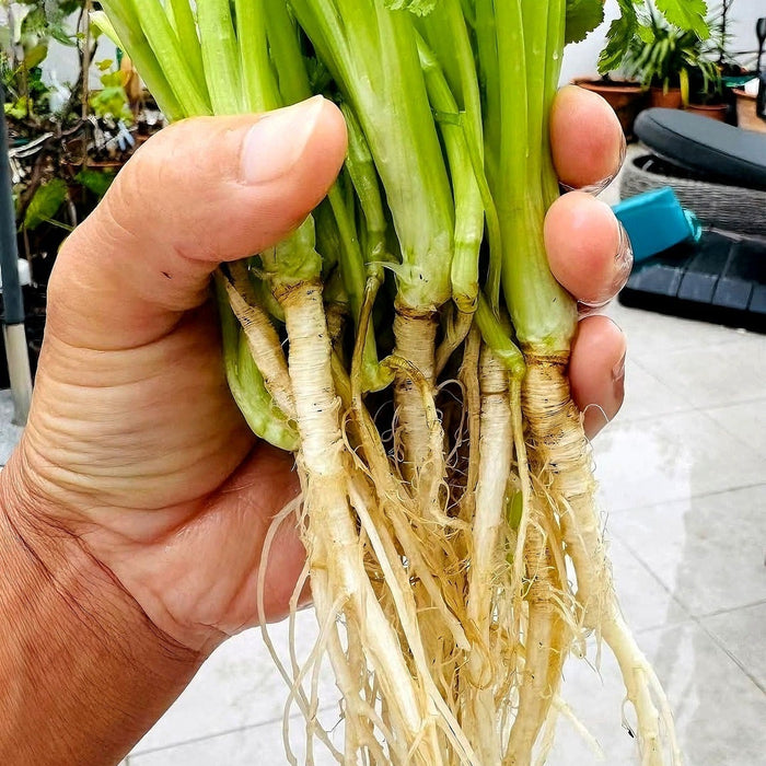 Hướng Dẫn Bảo Quản & Sử Dụng Gốc Ngò Rí